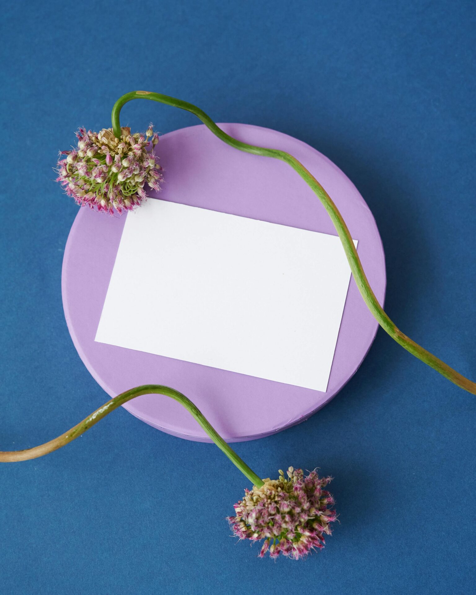 A white rectangular card placed on a purple circular platform with two delicate, round, purple-pink flowers with long green stems curling around the card, set against a dark blue background.