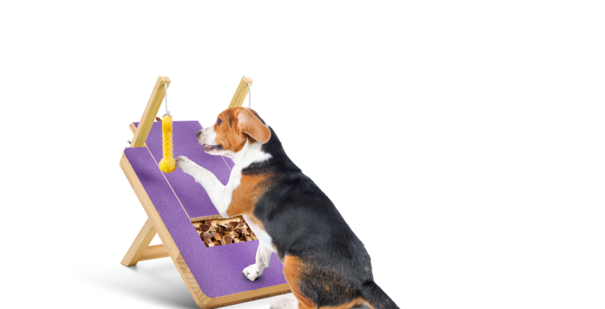 Image of a Beagle dog using a dog scratching board with a purple surface, engaging with the hanging toy.